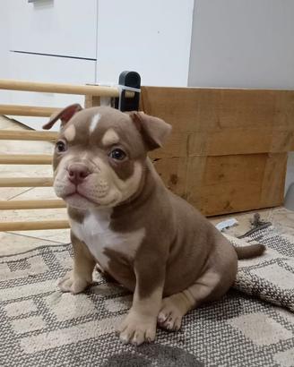 American bully