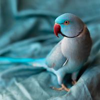 Parrocchetto dal collare