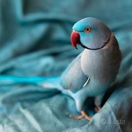 Parrocchetto dal collare