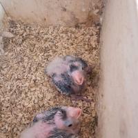 Pulli di pappagalli calopsite