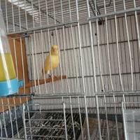 Canarino maschio giallo