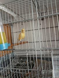 Canarino maschio giallo