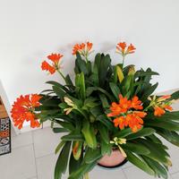 vaso clivie 10 steli