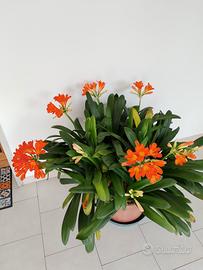 vaso clivie 10 steli