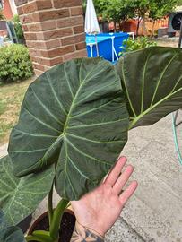 Alocasia regal shield