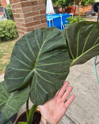 Alocasia regal shield