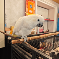 Cacatua Eleonora bianco ciuffo giallo buonissima
