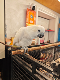 Cacatua Eleonora bianco ciuffo giallo buonissima