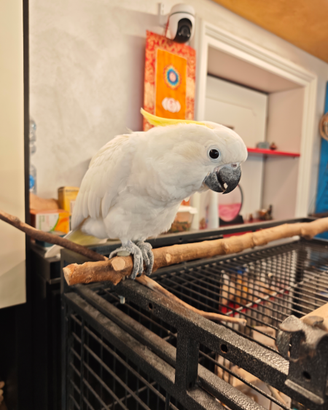 Cacatua Eleonora bianco ciuffo giallo buonissima