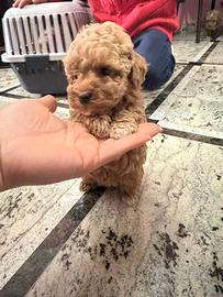 Barboncini toy e mini toy