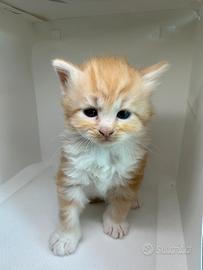 Cuccioli di gatto siberiano