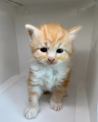 Cuccioli di gatto siberiano