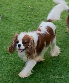 Cavalier King con pedigree disponibile per monta