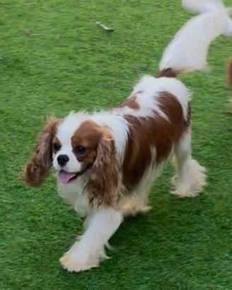 Cavalier King con pedigree disponibile per monta