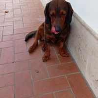 Bassotto Austriaco da monta no pedigree