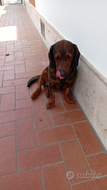 Bassotto Austriaco da monta no pedigree