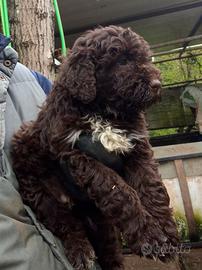 Lagotto Romagnolo