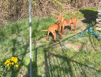 Cuccioloni Cirnechi con pedegree minimo rimb spese