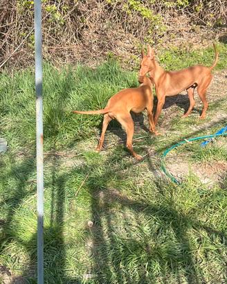 Cuccioloni Cirnechi con pedegree minimo rimb spese