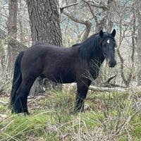 Bardigiano 2 anni senza documenti di razza