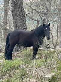 Bardigiano 2 anni senza documenti di razza