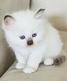 Gattini di 4 mesi