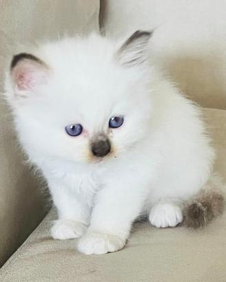 Gattini di 4 mesi