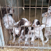 Cuccioli di setter iglese