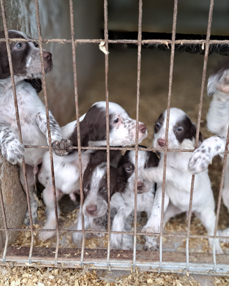 Cuccioli di setter iglese