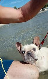 bulldog Francese 