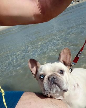 bulldog Francese 