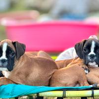 Cucciole Boxer Fulve
