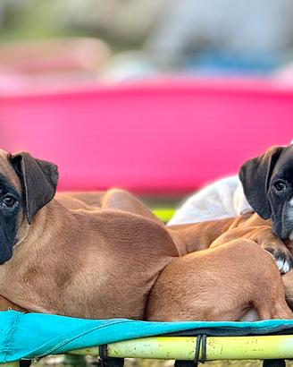 Cucciole Boxer Fulve