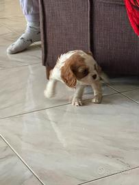 Cavalier king di due mesi maschio