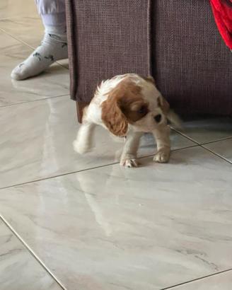 Cavalier king di due mesi maschio