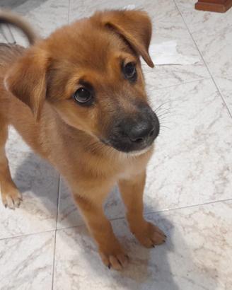 Harry, cucciolo taglia piccola ADOZIONE