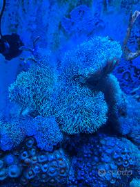 Coralli briareum
