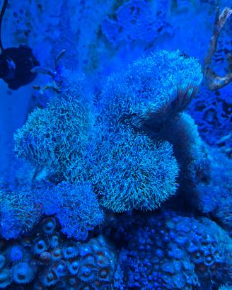 Coralli briareum
