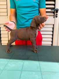 Cuccioli Kurzhaar