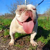 American bully
