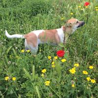 Cane femmina di 3 anni