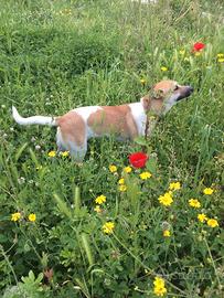 Cane femmina di 3 anni