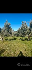 250 ULIVI MONUMENTALI CERASUOLA 50 ANNI SICILIA