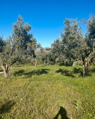 250 ULIVI MONUMENTALI CERASUOLA 50 ANNI SICILIA