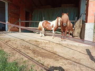 Coppia di pony