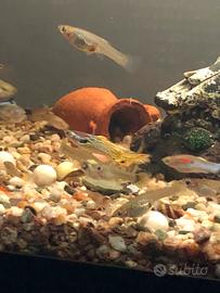 Pesci guppy