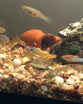 Pesci guppy