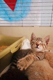 Piccolino gatto