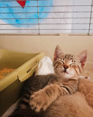 Piccolino gatto