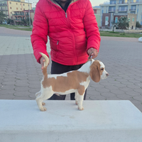 Beagle maschio alta genealogia